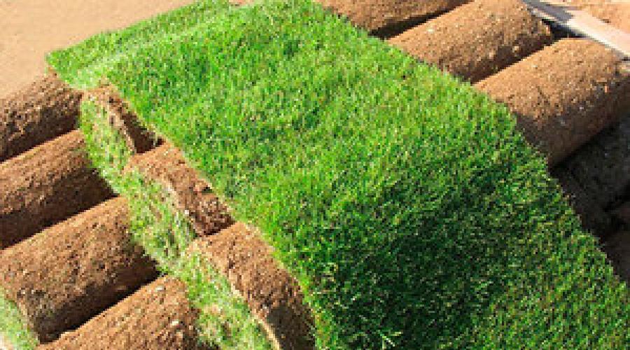 Газонная трава уничтожающая сорняки: фото, как выбрать и сажать. Виды газонных трав: фото и описание Газон многолетний виды трав