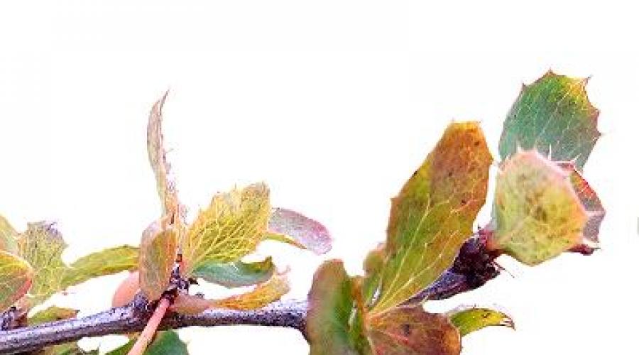 Berberis sibirica близкие виды. Барбарис в Сибири: виды и выращивание, полезные свойства и применение в дизайне. Лечебные свойства ягод