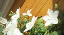 Цветок колокольчик выращивание из семян посадка и уход в открытом грунте фото видов и сортов