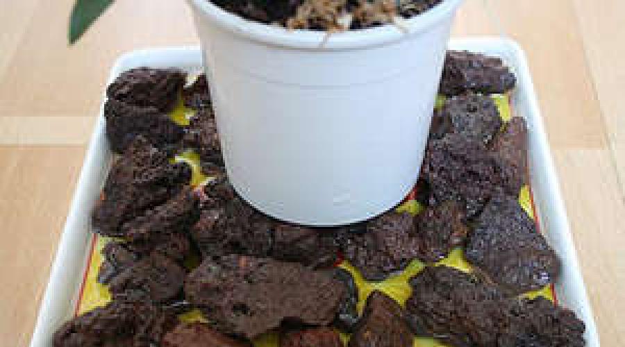 Сорта комнатного цветка кодиеум с фото, уход и размножение в домашних условиях. Кодиеум: уход в домашних условиях, особенности выращивания Кодиеум уход в домашних условиях