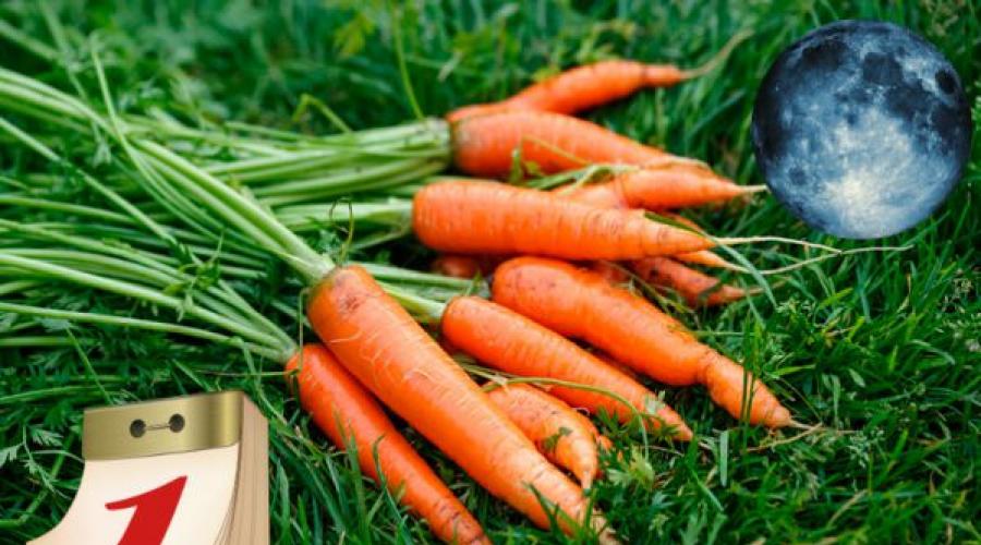 Садовый пинцет для прореживания моркови фото. Садовый пинцет для прореживания моркови фото и цена. В каком месяце сажают морковь
