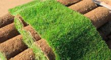 Виды газонных трав: фото и описание Газон многолетний виды трав