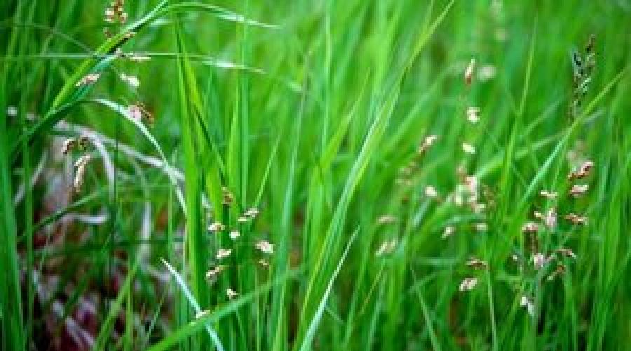 Зубровка трава. Трава зубровка - полезные свойства и противопоказания Трава зубровка применение