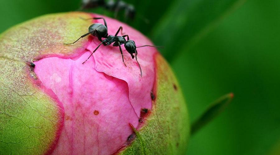 Как избавиться от муравьев на пионах: народные способы и химия для обработки. Чем опрыскать пионы для защиты от муравьев? Как убрать муравьев с пионов