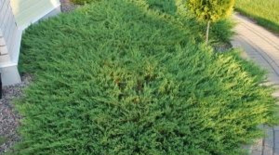 Juniperus sabina variegata описание. Можжевельник казацкий тамарисцифолия - описание, уход и размножение. Разнообразие сортов растения
